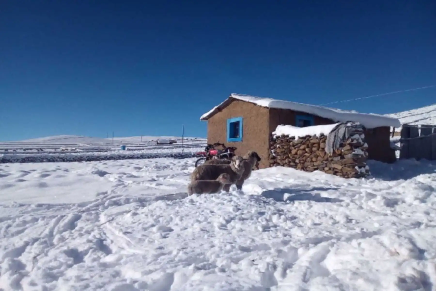 Desde la noche del viernes hasta la madrugada de hoy se registraron intensas nevadas en el distrito de Huacullani, provincia puneña de Chucuito, que superaron los 25 centímetros de altura. Los habitantes se ven afectados por la temperatura gélida y la mortandad de crías de alpacas y ovinos.
