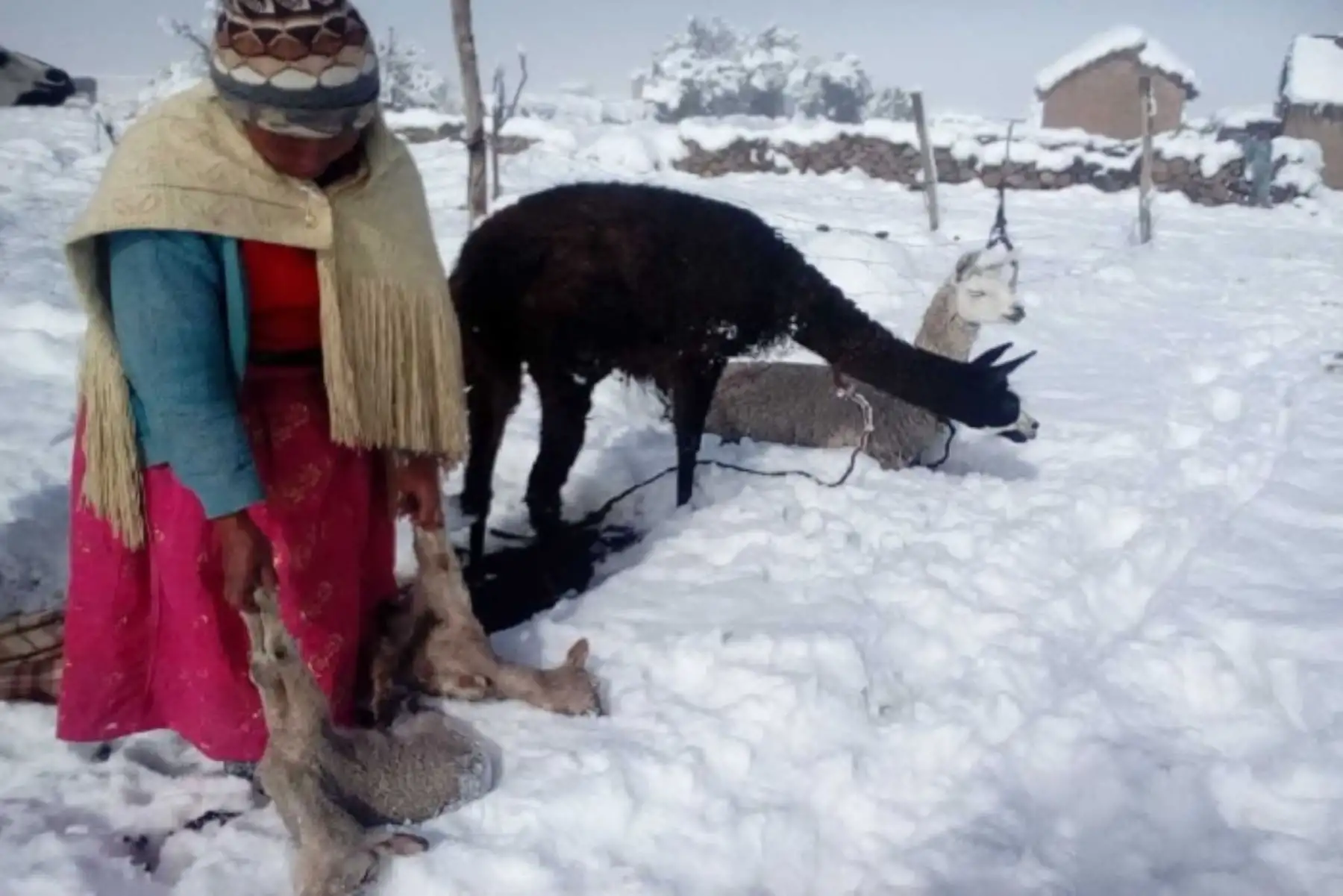 Nevadas en distrito de puneño de Huacullani alcanzan los 30 centímetros de altura