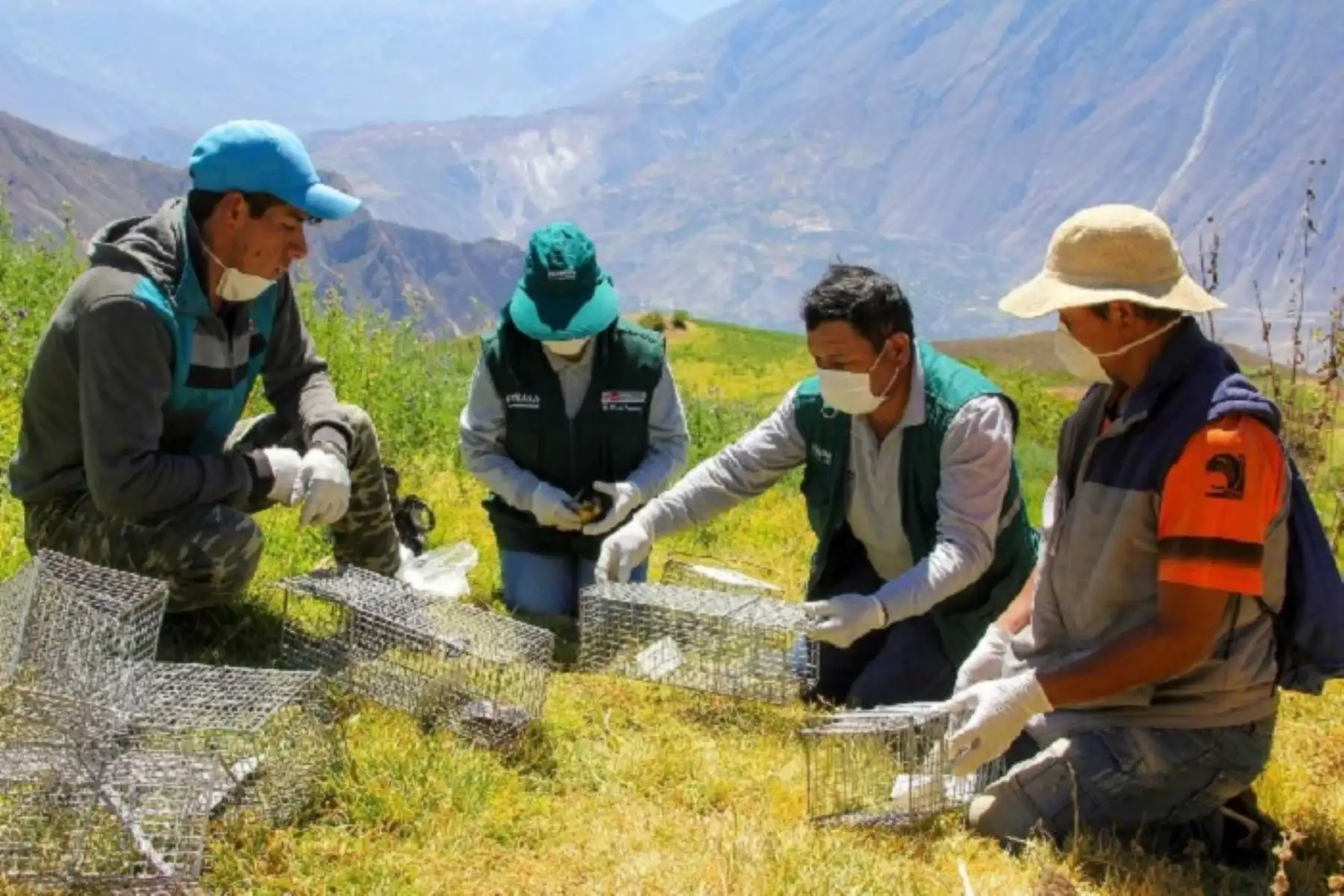 Los especialistas en sanidad agraria evaluaron los cultivos localizados en diferentes predios de la zona, a través de la instalación de 50 trampas Thomahawk.ANDINA/Difusión