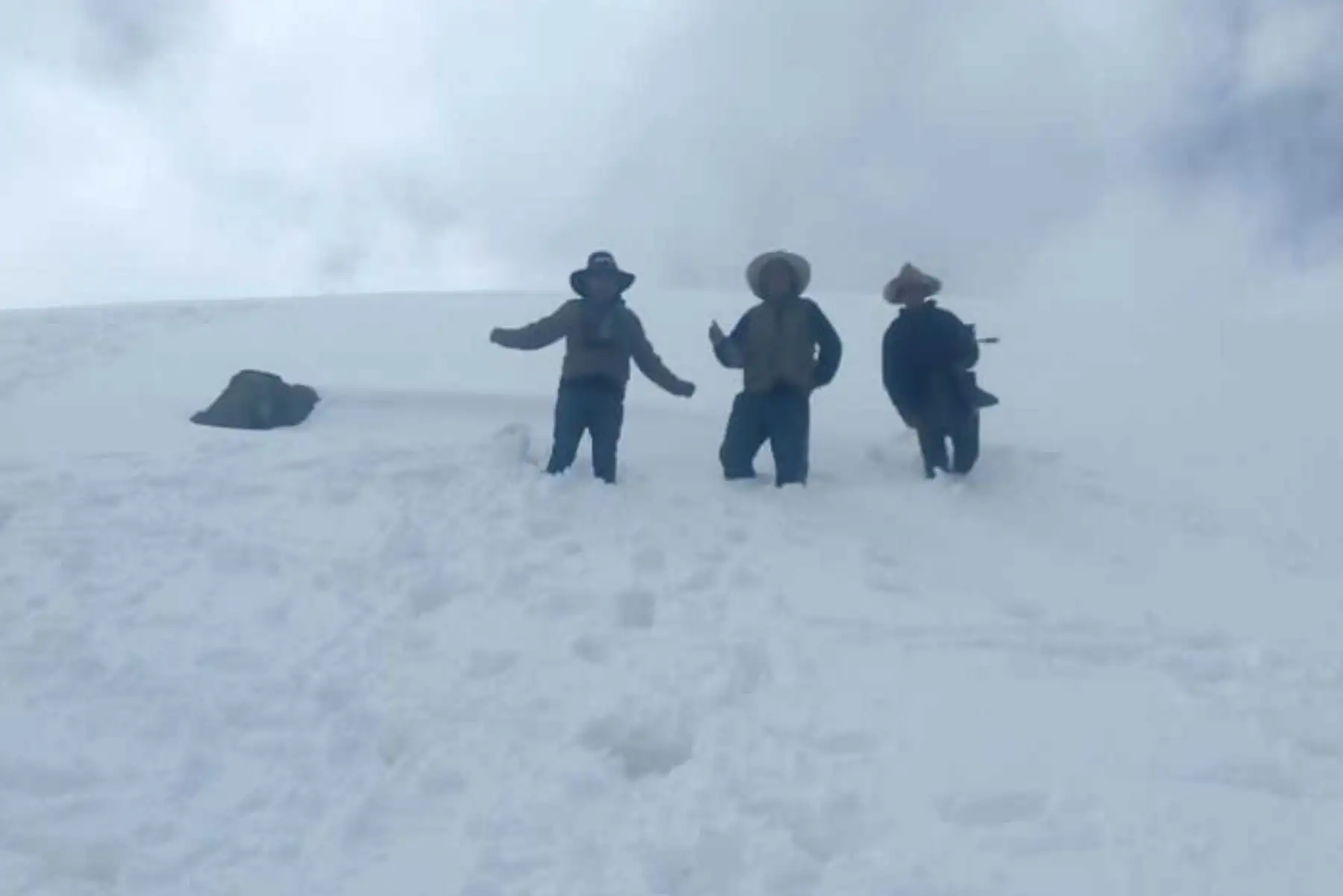 Reportan más de 1,300 alpacas muertas en Chumbivilcas a causa de las nevadas