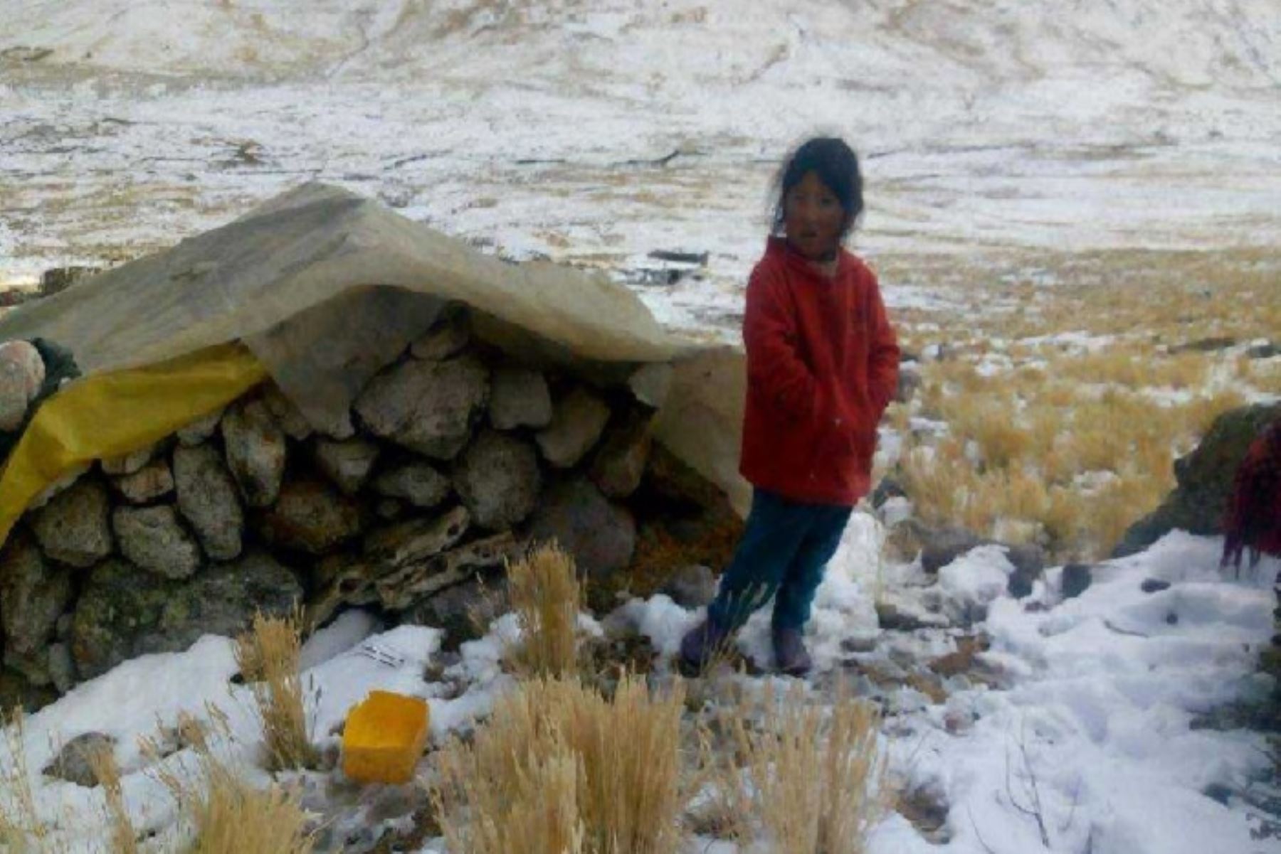 Reportan más de 1,300 alpacas muertas en Chumbivilcas a causa de las nevadas