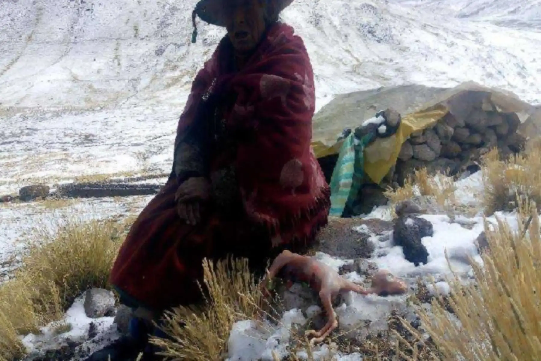 Reportan más de 1,300 alpacas muertas en Chumbivilcas a causa de las nevadas