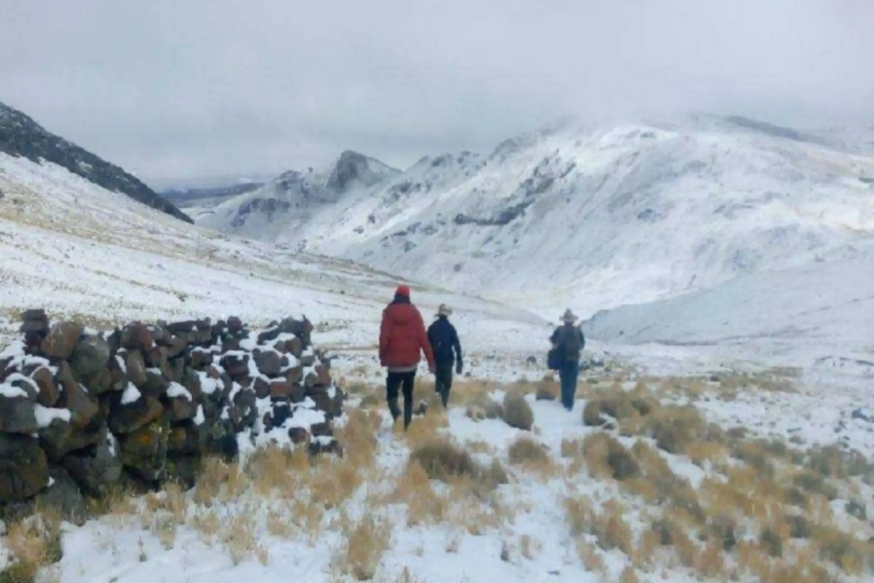 Reportan más de 1,300 alpacas muertas en Chumbivilcas a causa de las nevadas