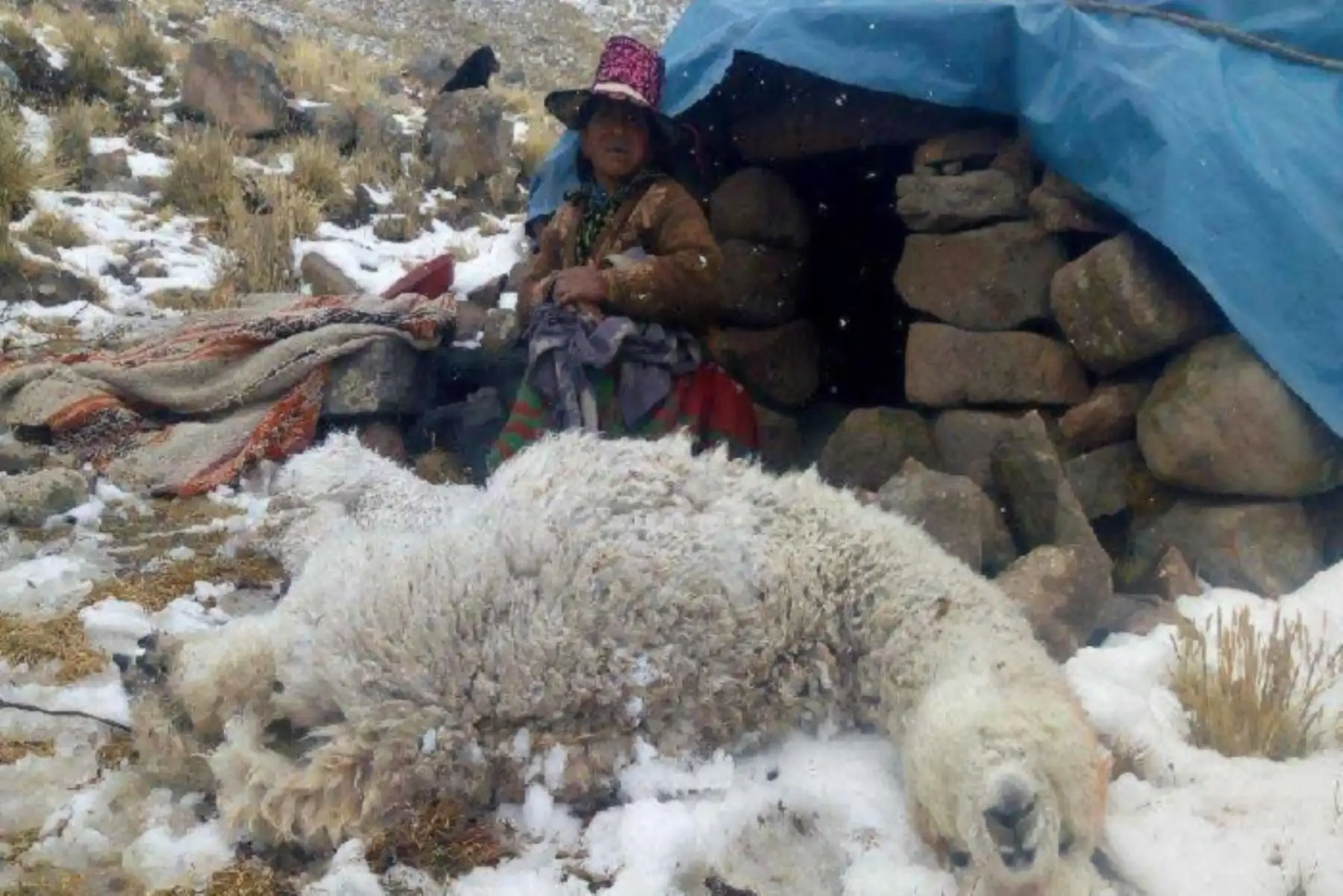 Las nevadas que se registran en la provincia cusqueña de Chumbivilcas han dejado 1,334 alpacas muertas, entre madres y crías en su mayoría; 6,670 enfermas y 667 familias afectadas por infecciones respiratorias agudas, informó la Plataforma de Defensa Civil de dicha jurisdicción.