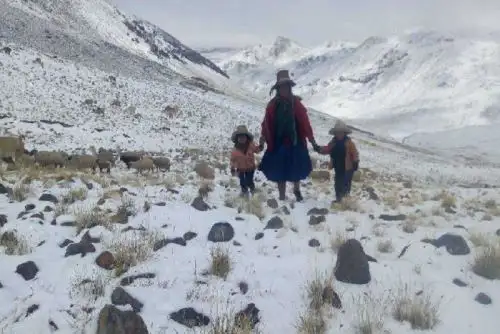 En Lampa es urgente que se realice la entrega de pacas para la alimentación del ganado en riesgo, mientras que en Carabaya se comprobó que la cantidad entregada es insuficiente.ANDINA/Difusión