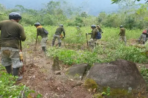 Las zonas intervenidas se encuentran en los distritos de las provincias de Tocache (región San Martín), Puerto Inca (Huánuco), Oxapampa (Pasco) y Padre Abad (Ucayali).