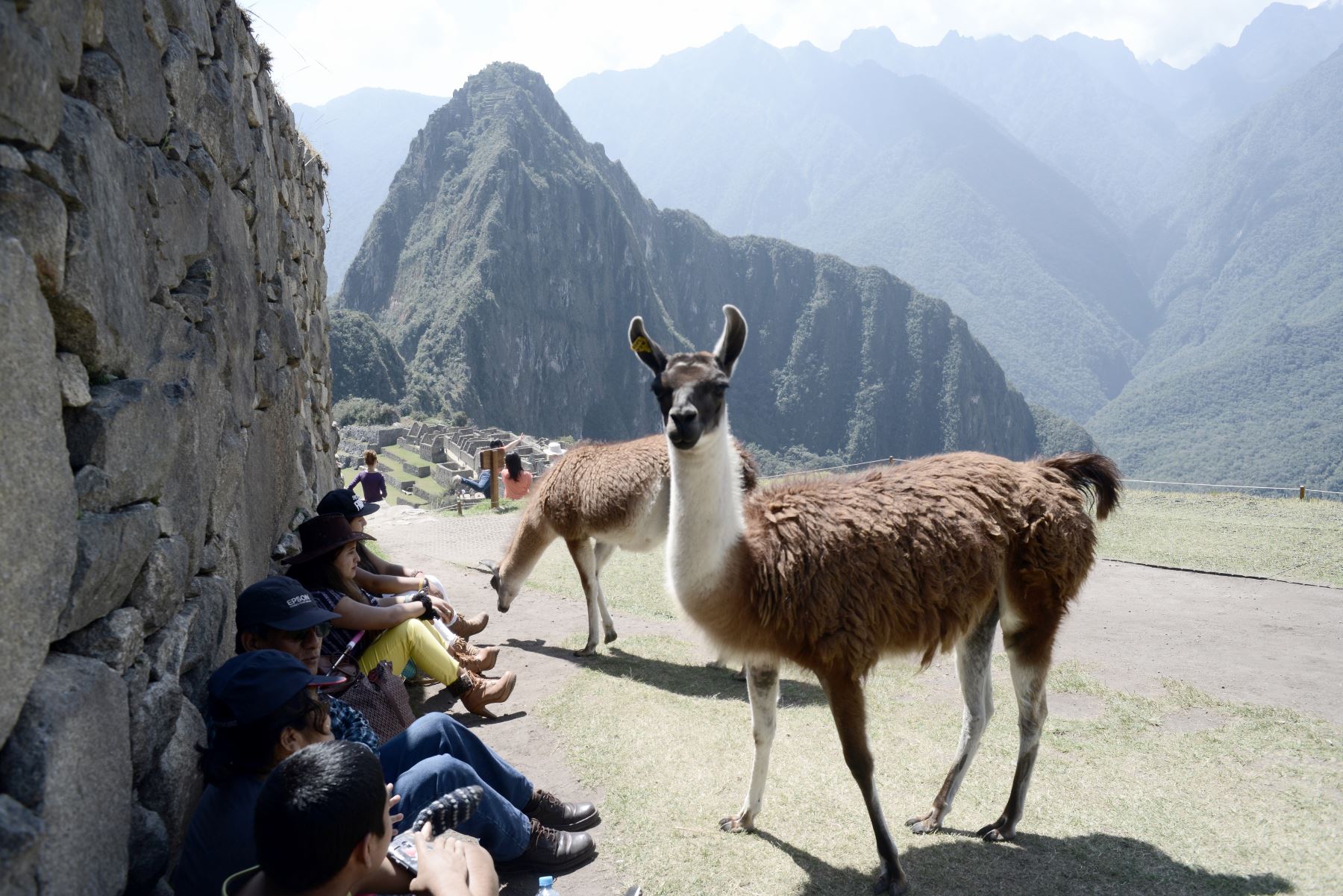 Esta foto tomada el 27 de agosto de 2016 muestra a los visitantes disfrutando de las Llamas en las ruinas de Machu Picchu, que se encuentra a 2.430 metros sobre el nivel del mar.
Incrustado en un paisaje espectacular en el punto de encuentro entre los Andes peruanos y la cuenca del Amazonas, el Santuario Histórico de Machu Picchu es uno de los mayores logros artísticos, arquitectónicos y de uso de la tierra en cualquier lugar y el legado tangible más significativo de la civilización Inca. / AFP