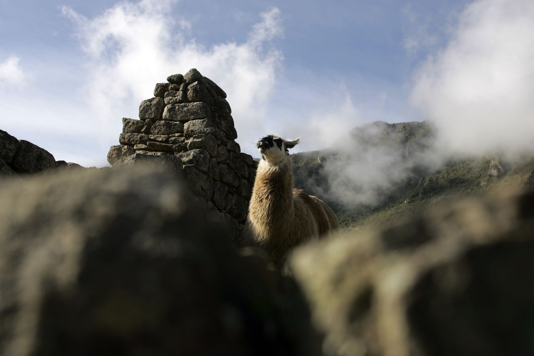Una llama se ve entre las ruinas de la ciudadela inca de Machu Picchu en Cuzco. AFP