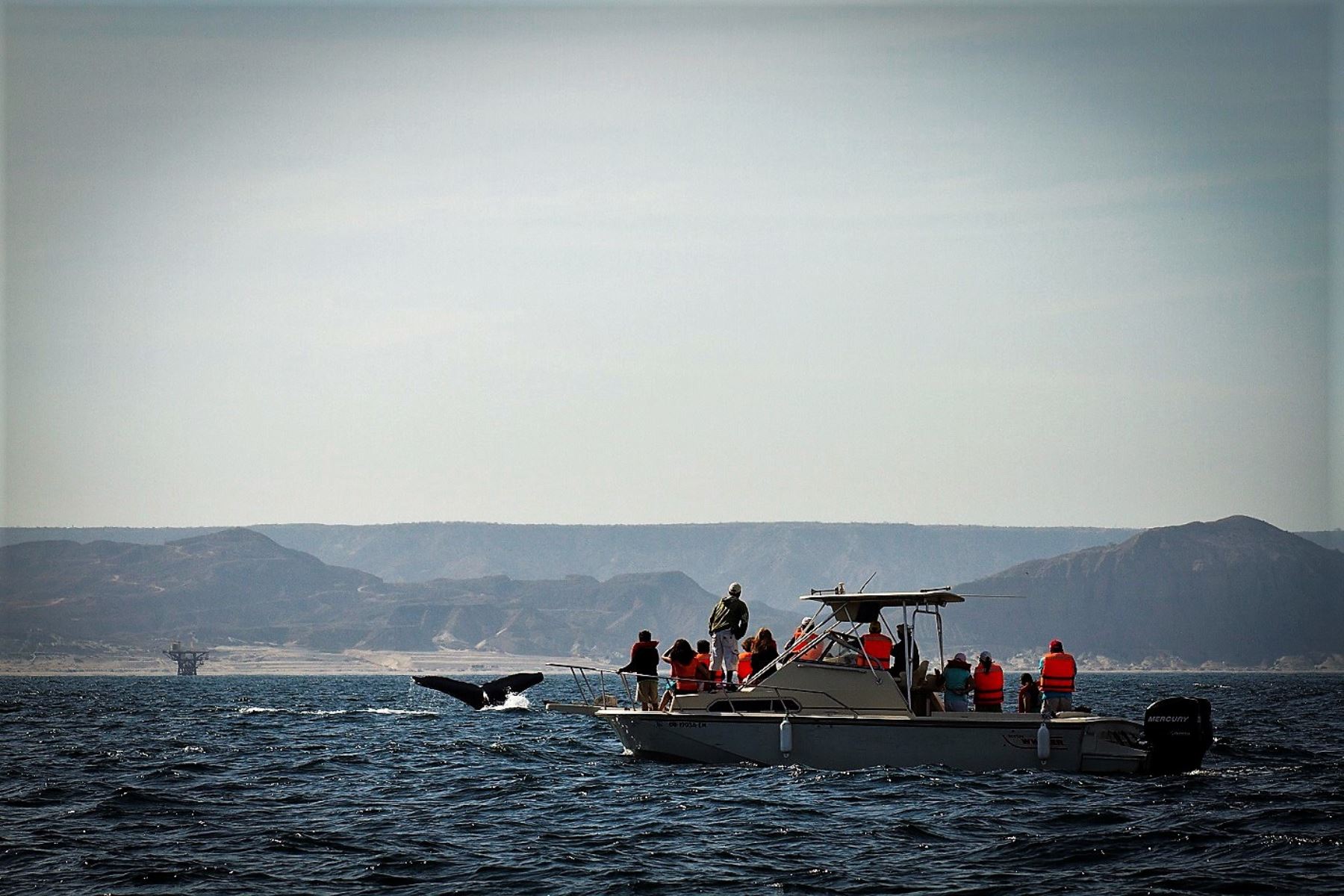 Promperú promociona diversos destinos, como el mar de Piura para el avistamiento de ballenas, por el feriado largo por Fiestas Patrias. Foto: Promperú