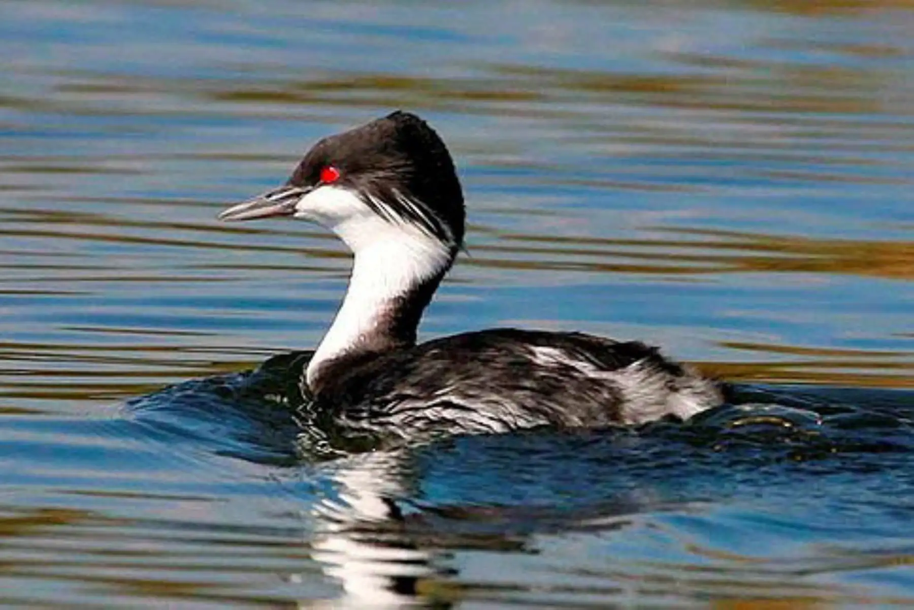 El Zambullidor de Junín (Podiceps taczanowskii) es una de las especies más amenazadas en el Perú.