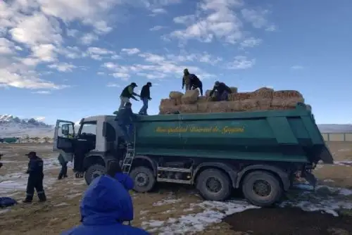 A través de Agro Rural, el Ministerio de Agricultura y Riego, inició el reparto progresivo de kits veterinarios y pacas de heno a familias campesinas en distritos de Arequipa, Huánuco y Puno, declarados en emergencia debido a las bajas temperaturas que se registran en estas zonas.