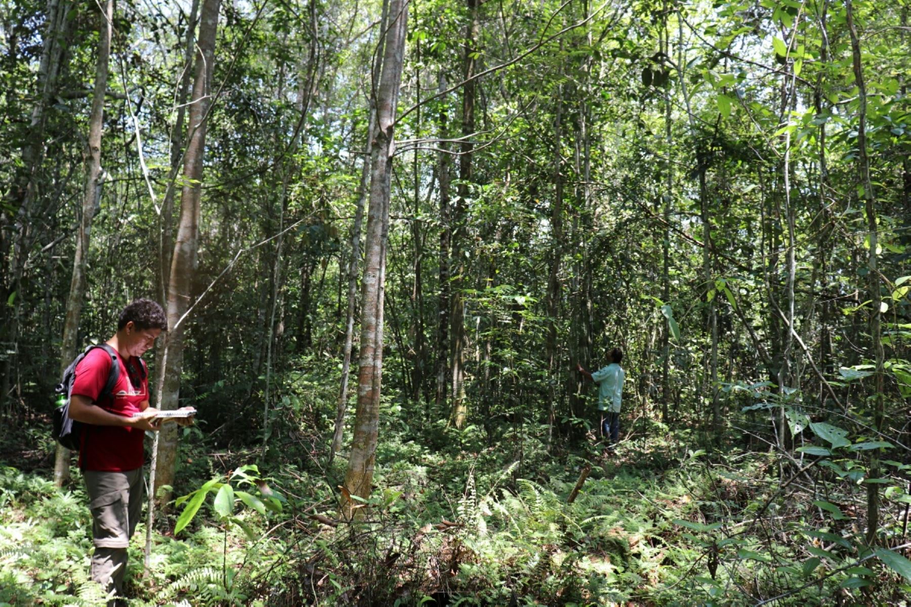 Conozca a la nueva Área de Conservación Regional de Loreto Bioparque Amazónico: Bosque de Huayo. ANDINA/Difusión