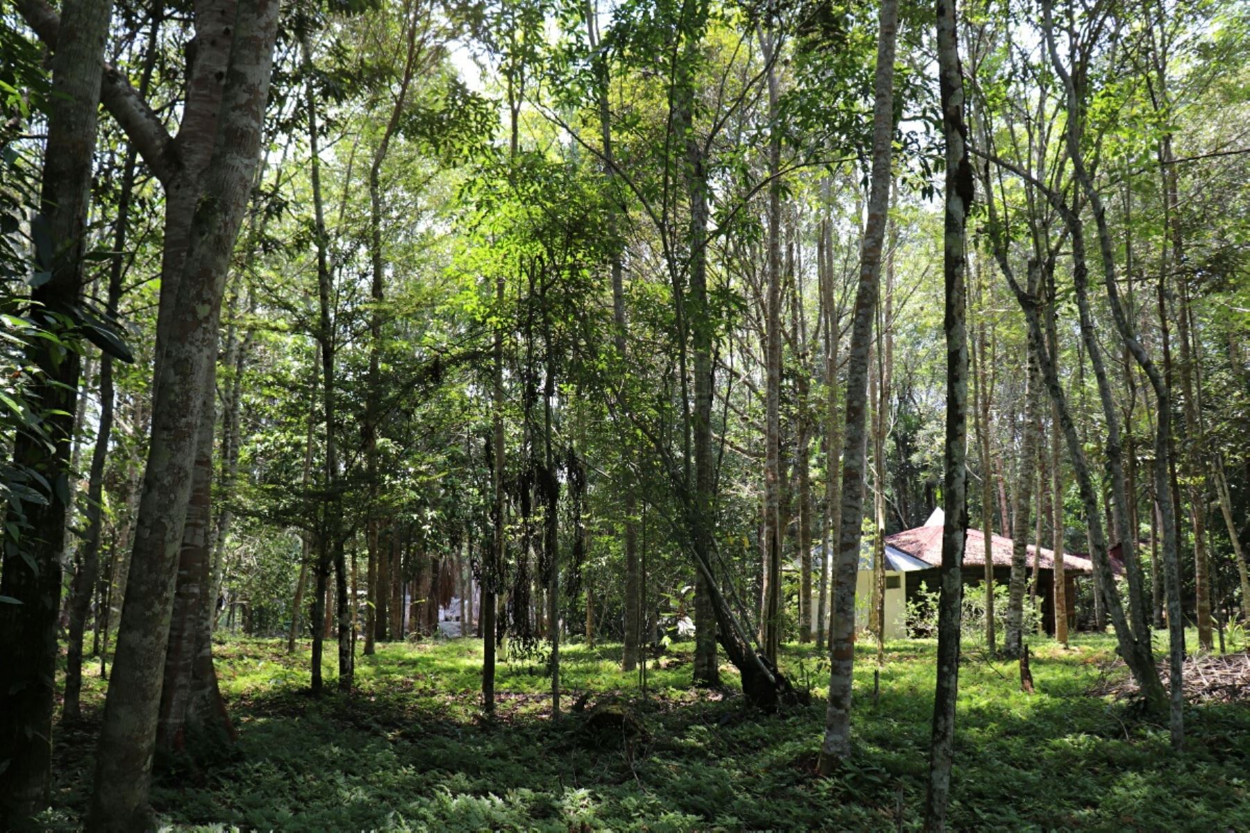 Serfor relanzará las concesiones forestales con nuevo enfoque de desarrollo sostenible. ANDINA/Difusión