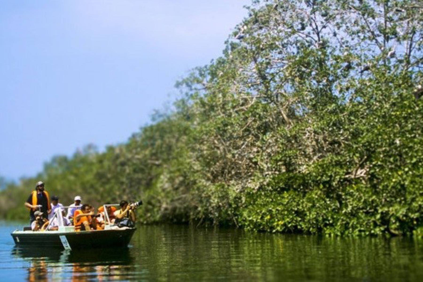 Los manglares constituyen un ecosistema único que aloja una increíble diversidad de flora y fauna, y son fuente importante de recursos hidrobiológicos para los pobladores locales. Al celebrarse hoy el Día Internacional para la Defensa de los Ecosistemas de Manglar, conozca la importancia del Santuario Nacional Los Manglares de Tumbes. Foto: Walter Hupiú