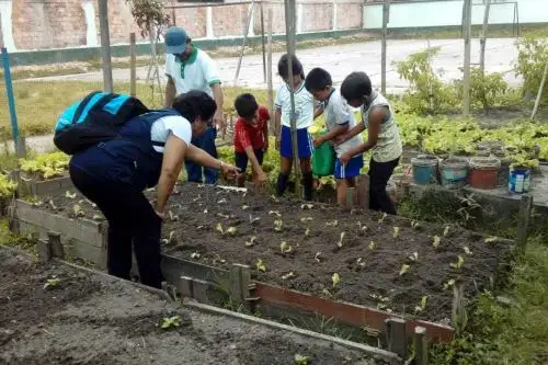 Con el objetivo de fomentar el espíritu emprendedor en escolares de la región Loreto, la Comisión Nacional para el Desarrollo y Vida sin Drogas (Devida), a través de la Dirección Regional de Educación de Loreto instalaron huertos con productos agrícolas en 55 colegios a fin de desarrollar econegocios.