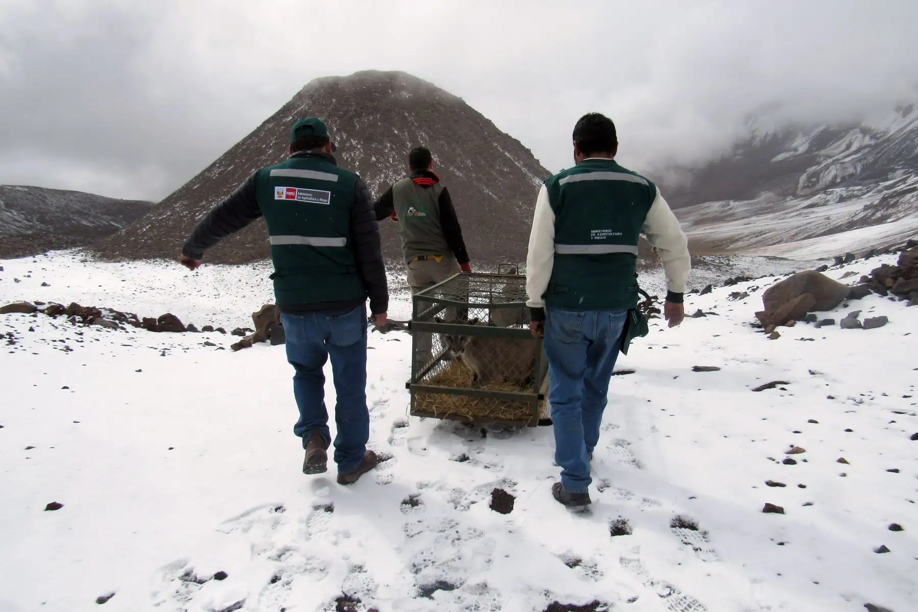 Trabajadores del Serfor.