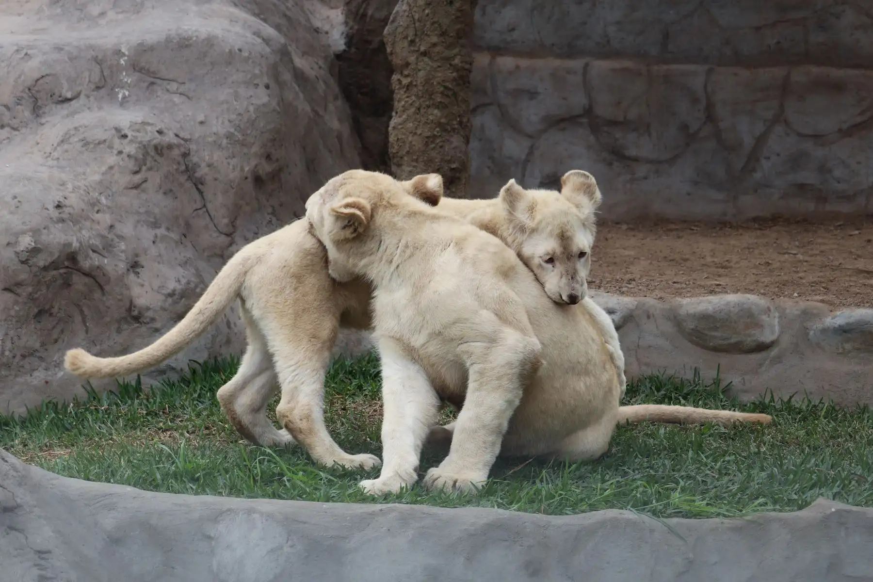 Como parte de su programa de Fiestas Patrias, el Zoológico de Huachipa presentó una tierna pareja de cachorros de leones blancos.