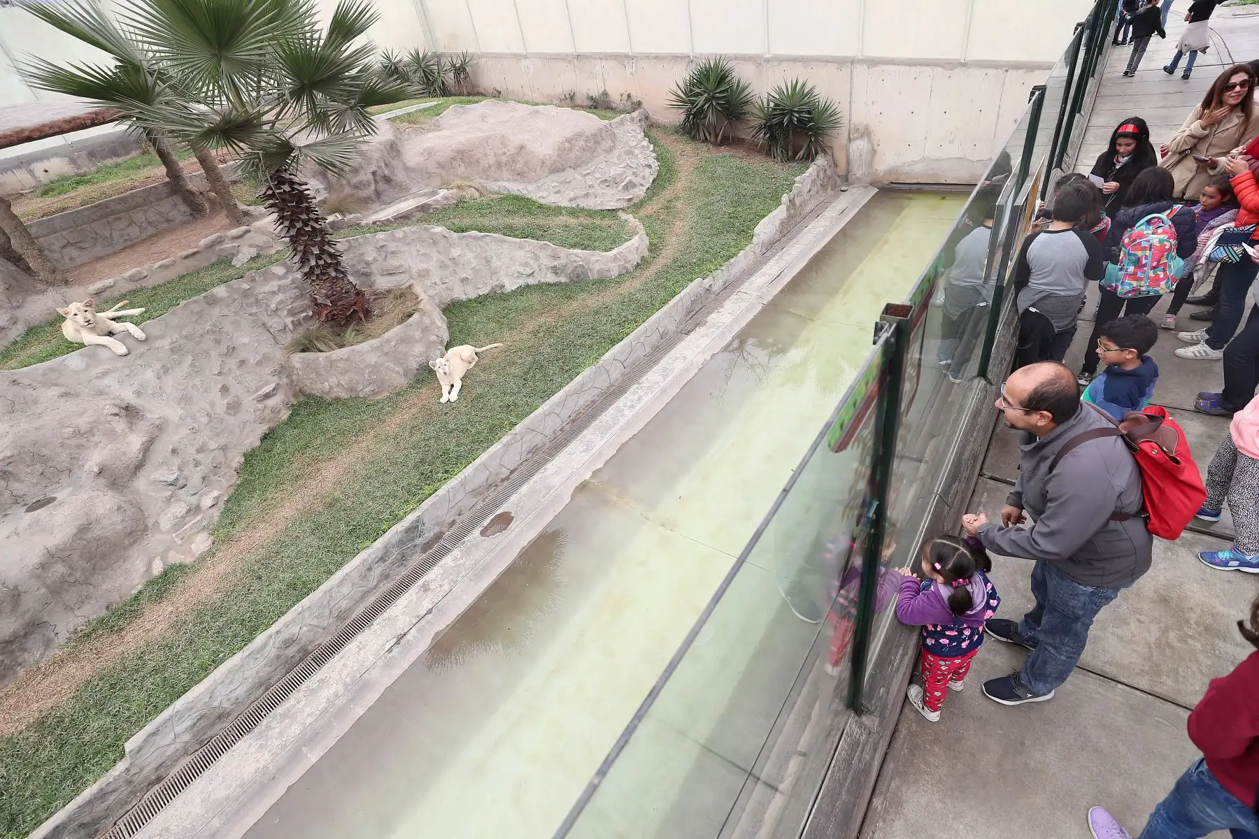 Los visitantes miran leones blancos en el Zoológico de Huachipa en la provincia de Lima, Perú, el 26 de julio de 2018.
Dos leones blancos, de cuatro y cinco meses de edad, nacidos en el Zoológico Altiplano en Tlaxcala, México, fueron llevados al Zoológico de Huachipa como parte de un programa de intercambio. AFP