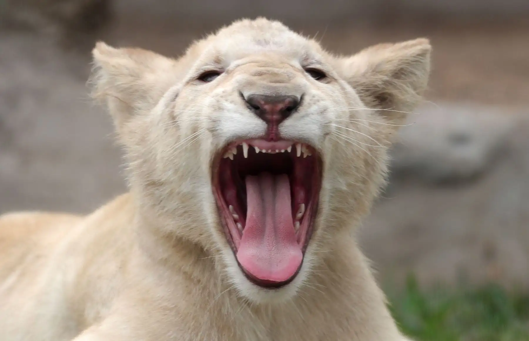 Un león blanco es visto en el Zoológico de Huachipa en la provincia de Lima, Perú, el 26 de julio de 2018.
Dos leones blancos, de cuatro y cinco meses de edad, nacidos en el Zoológico Altiplano en Tlaxcala, México, fueron llevados al Zoológico de Huachipa como parte de un programa de intercambio. AFP