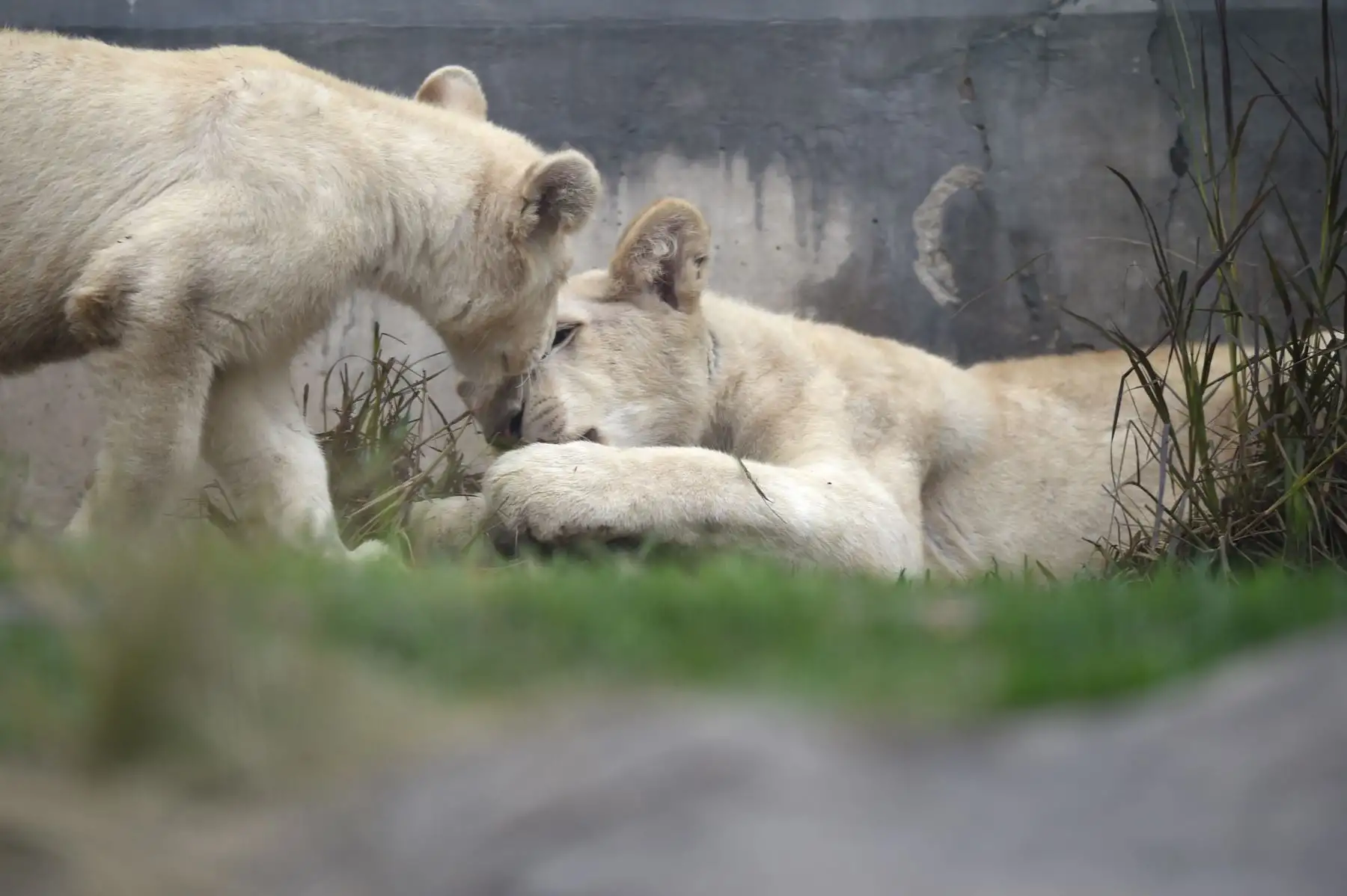 Los leones blancos se ven en el zoológico de Huachipa en la provincia de Lima, Perú, el 26 de julio de 2018.
Dos leones blancos, de cuatro y cinco meses de edad, nacidos en el Zoológico Altiplano en Tlaxcala, México, fueron llevados al Zoológico de Huachipa como parte de un programa de intercambio. AFP