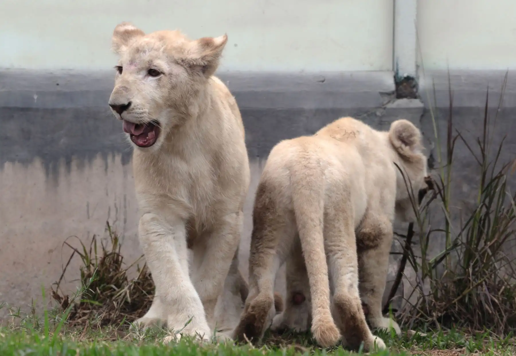 Vista de un par de cachorros de león blanco hoy, jueves 26 de julio de 2018, en el Felinario del Zoológico de Huachipa, en la zona este de la ciudad de Lima (Perú). EFE