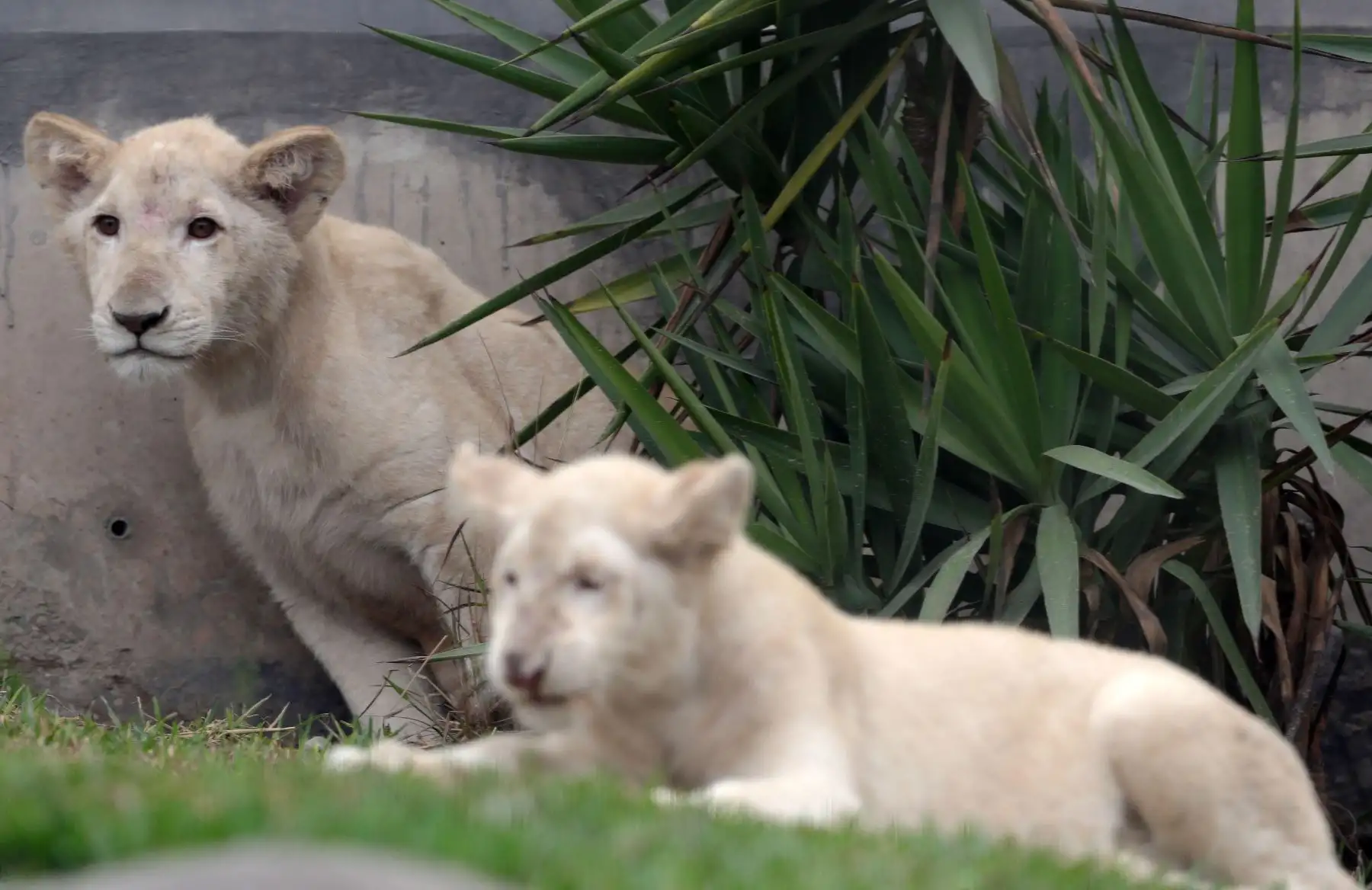 Vista de un par de cachorros de león blanco hoy, jueves 26 de julio de 2018, en el Felinario del Zoológico de Huachipa, en la zona este de la ciudad de Lima (Perú). EFE