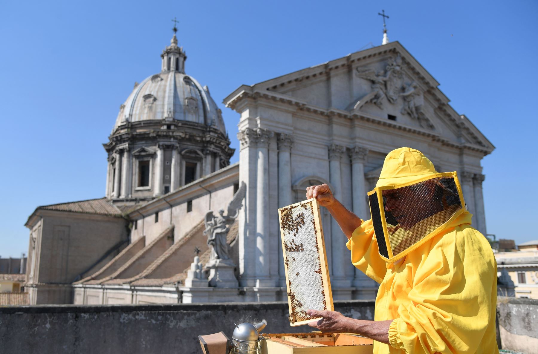 Un apicultor controla las abejas de una colmena en el centro de Roma Foto: AFP
