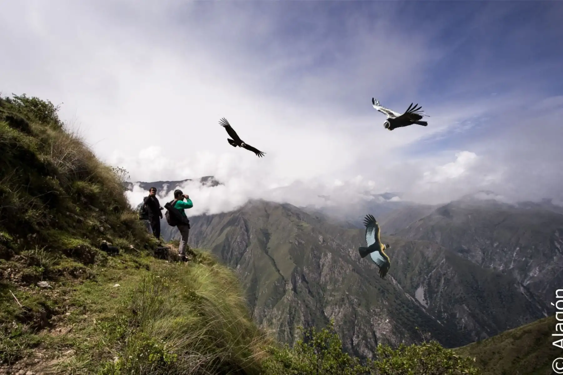 Observar el vuelo de un cóndor, el ave rapaz más grande del planeta, es una de las experiencias más asombrosas por el excepcional despliegue de este animal solitario cuando surca el cielo altoandino. Y en Cusco existe un lugar privilegiado para disfrutar de este suceso: el Mirador de Chonta, uno de los nuevos destinos turísticos que vale la pena visitar.ANDINA/Difusión
