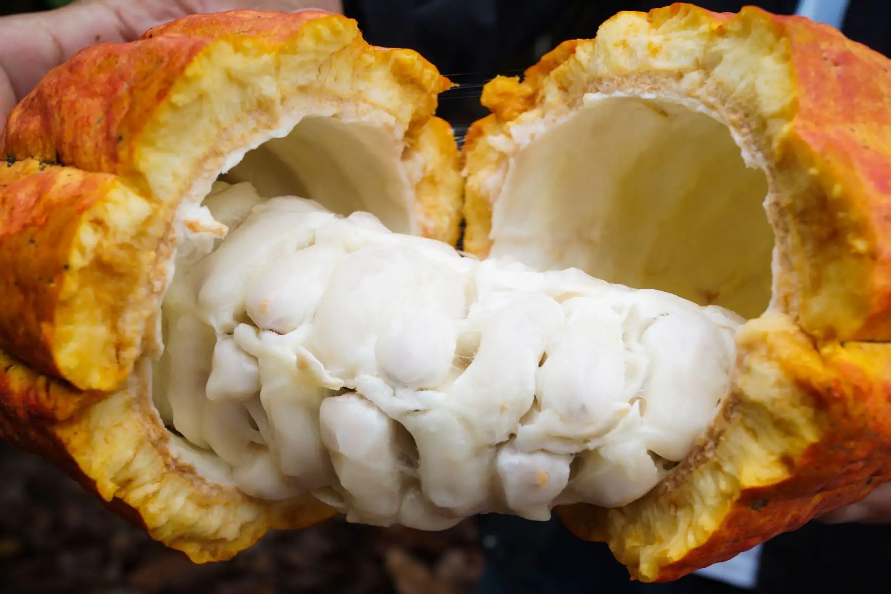 Cacao blanco de Piura es la sensación en Europa y cotiza a US$ 4,000 la tonelada. ANDINA/Difusión
