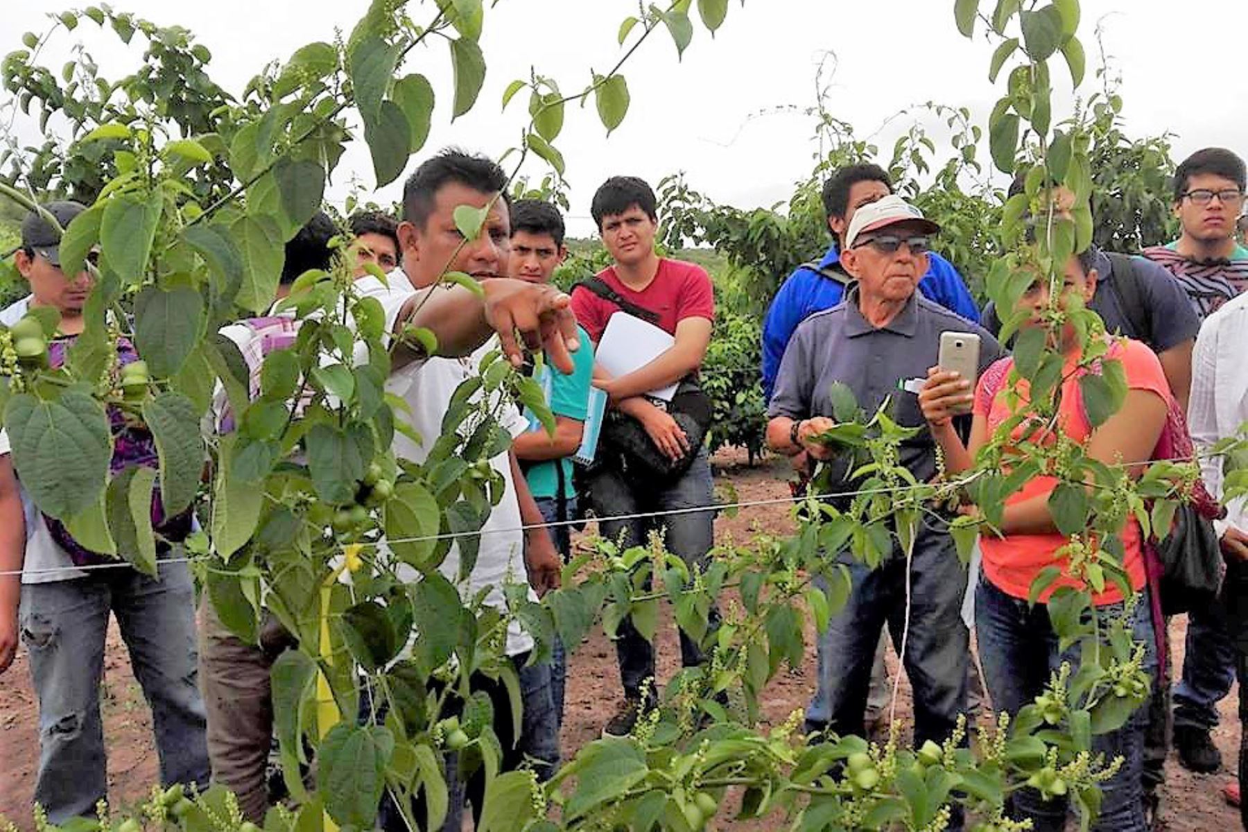 Estudiantes de la Universidad Nacional de San Martín desarrollan aplicativo móvil para mejorar el cultivo de sacha inchi en la región San Martín. ANDINA