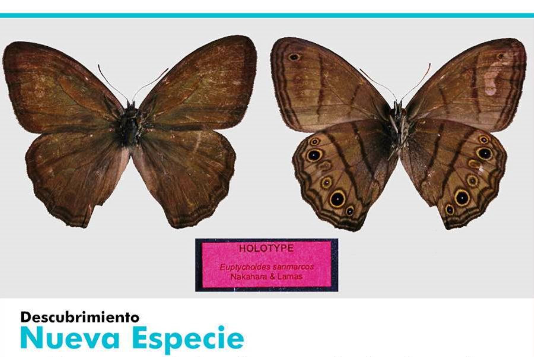 Nueva especie de mariposa es nombrada en honor a universidad San Marcos. Foto: ANDINA/Difusión.