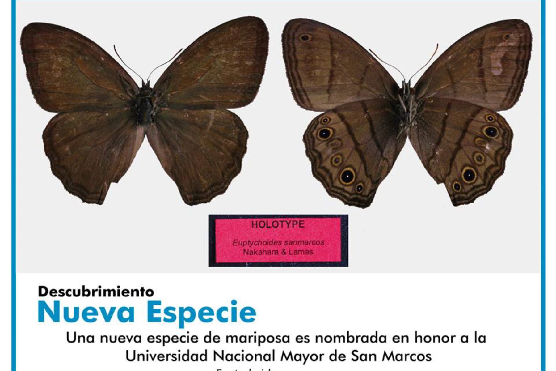 Universidad Nacional Mayor de San Marcos halla nueva especie de mariposa en Madre de Dios. ANDINA/Difusión
