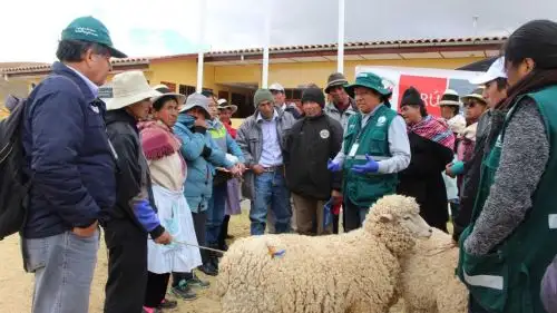 Más de 3,000 habitantes de comunidades campesinas ubicadas en las zonas altoandinas de la provincia de Jauja, región Junín, reciben ayuda del Ejecutivo, a través del Ministerio de Agricultura y Riego (Minagri), frente al descenso de las temperaturas y las intensas heladas que azotan esa parte del país.
