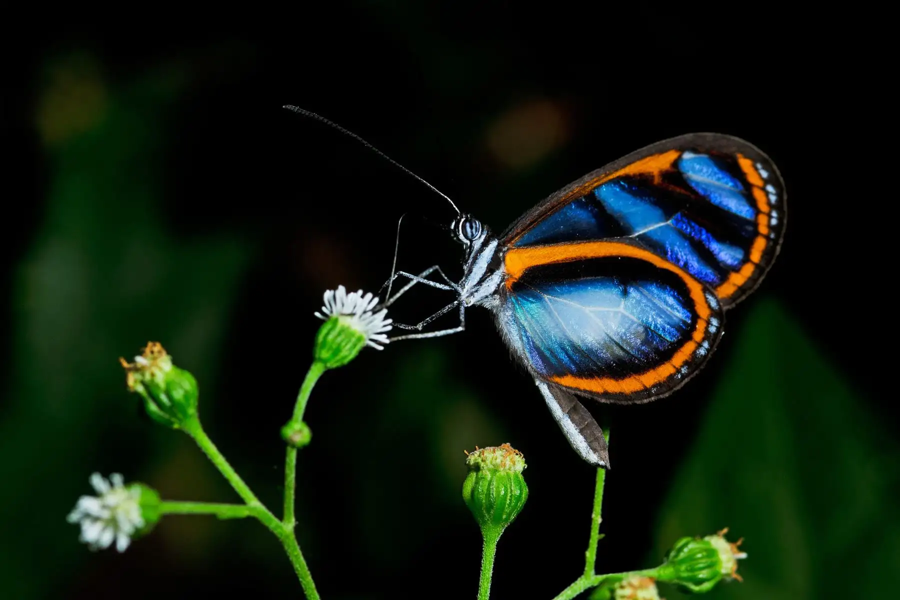 Con mariposario en el Parque Sierra del Divisor buscan generar ingresos para Ucayali