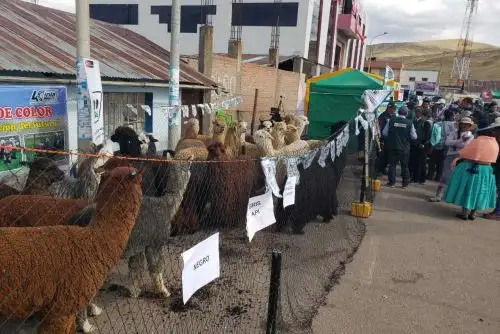 Hoy se celebra en el Perú el Día Nacional de la Alpaca, en reconocimiento a nuestros productores alpaqueros de zonas altoandinas, que preservan y cuidan esta especie, altamente apreciada a nivel mundial, por su fibra y su carne. Según el Ministerio de Agricultura y Riego (Minagri), en lo que va del año se exportaron 30 toneladas por un valor superior a 500,000 dólares.