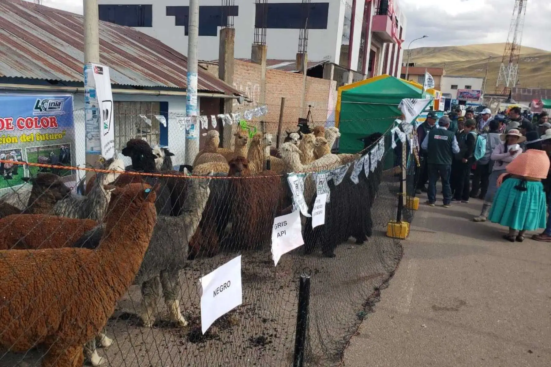 Hoy se celebra en el Perú el Día Nacional de la Alpaca, en reconocimiento a nuestros productores alpaqueros de zonas altoandinas, que preservan y cuidan esta especie, altamente apreciada a nivel mundial, por su fibra y su carne. Según el Ministerio de Agricultura y Riego (Minagri), en lo que va del año se exportaron 30 toneladas por un valor superior a 500,000 dólares.