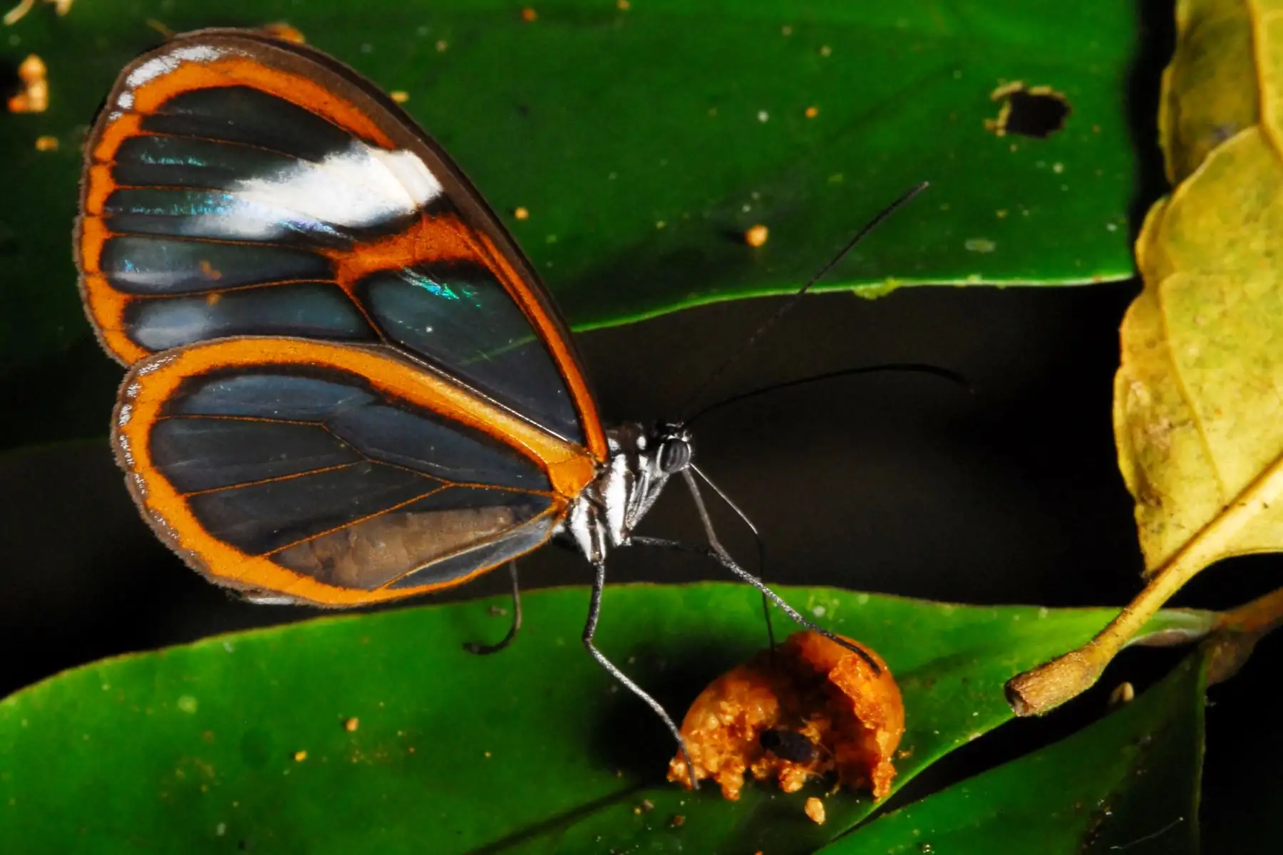 El Servicio Nacional de Áreas Naturales Protegidas por el Estado (Sernanp) inició la implementación del proyecto para la construcción del primer mariposario en el Parque Nacional Sierra del Divisor, ubicado en el departamento de Ucayali.
 ANDINA/Sernanp