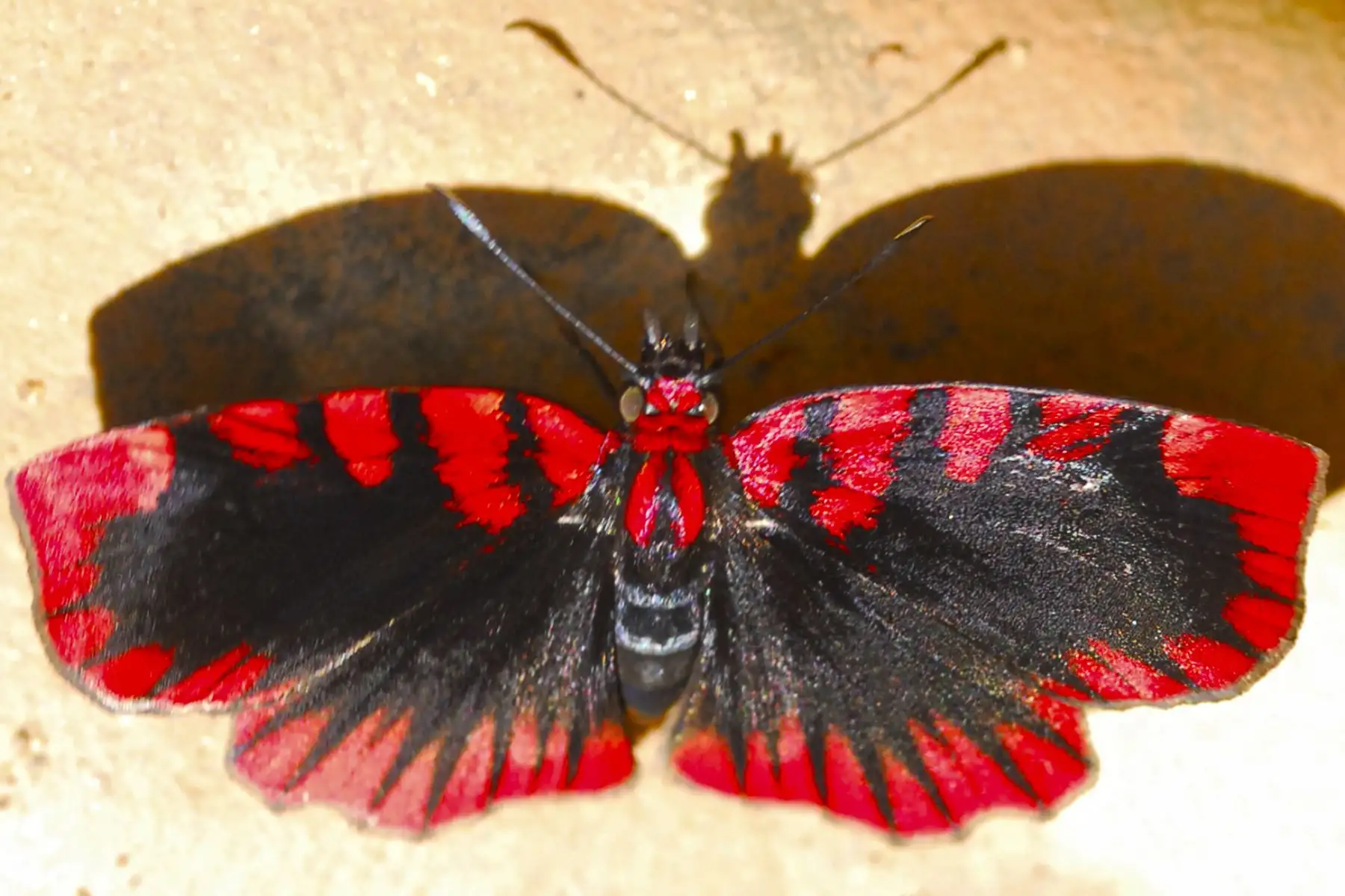 El Servicio Nacional de Áreas Naturales Protegidas por el Estado (Sernanp) inició la implementación del proyecto para la construcción del primer mariposario en el Parque Nacional Sierra del Divisor, ubicado en el departamento de Ucayali.
 ANDINA/Sernanp