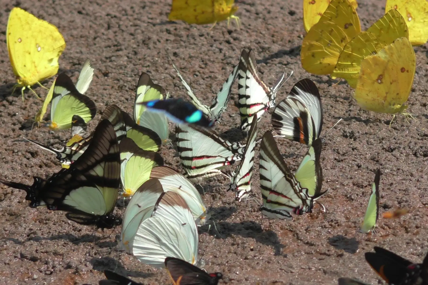 El Servicio Nacional de Áreas Naturales Protegidas por el Estado (Sernanp) inició la implementación del proyecto para la construcción del primer mariposario en el Parque Nacional Sierra del Divisor, ubicado en el departamento de Ucayali.
 ANDINA/Sernanp