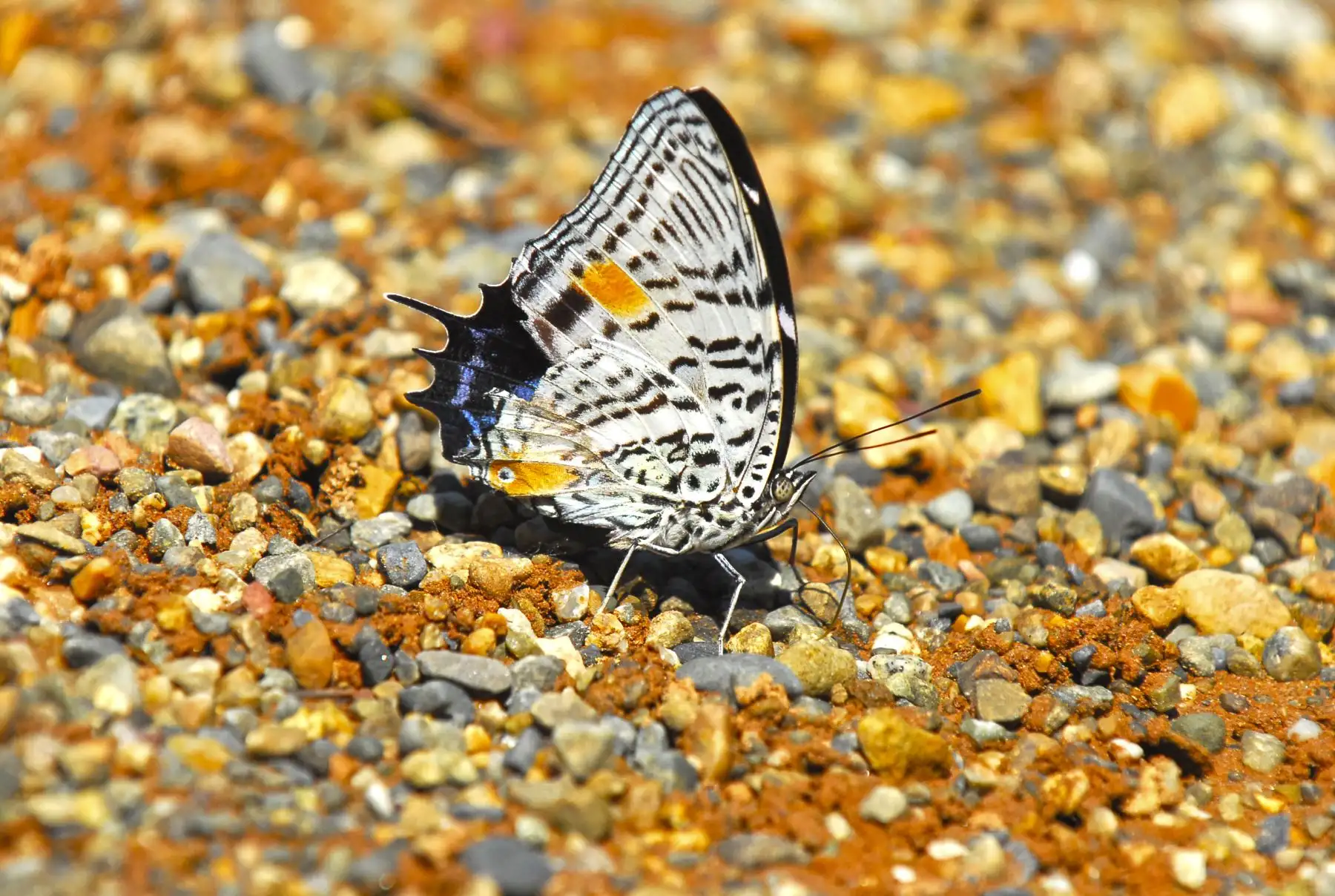 El Servicio Nacional de Áreas Naturales Protegidas por el Estado (Sernanp) inició la implementación del proyecto para la construcción del primer mariposario en el Parque Nacional Sierra del Divisor, ubicado en el departamento de Ucayali.
 ANDINA/Sernanp