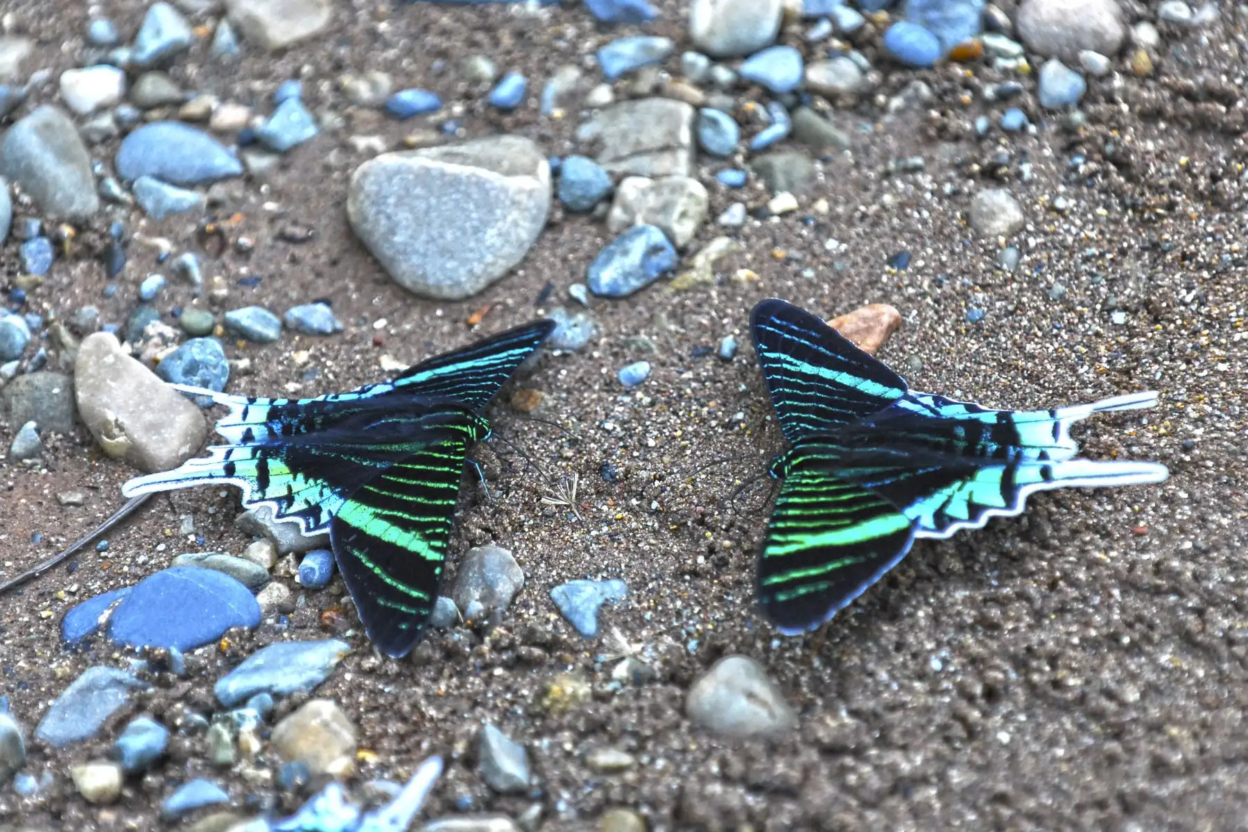 El Servicio Nacional de Áreas Naturales Protegidas por el Estado (Sernanp) inició la implementación del proyecto para la construcción del primer mariposario en el Parque Nacional Sierra del Divisor, ubicado en el departamento de Ucayali.
 ANDINA/Sernanp