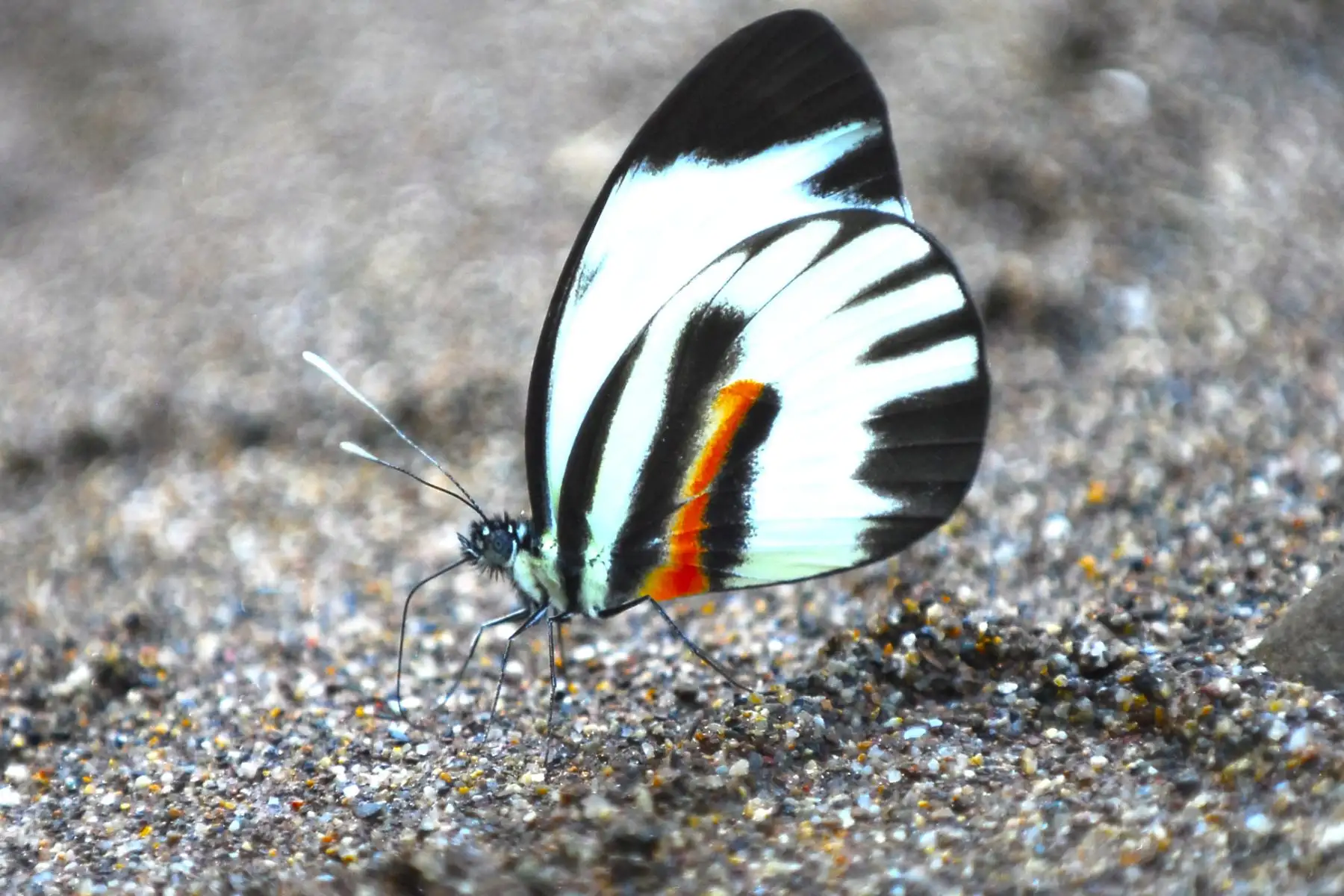 El Servicio Nacional de Áreas Naturales Protegidas por el Estado (Sernanp) inició la implementación del proyecto para la construcción del primer mariposario en el Parque Nacional Sierra del Divisor, ubicado en el departamento de Ucayali.
 ANDINA/Sernanp