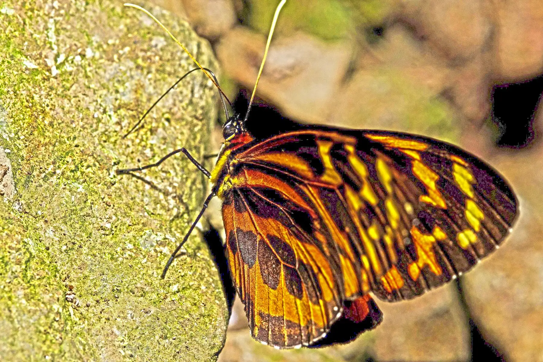 El Servicio Nacional de Áreas Naturales Protegidas por el Estado (Sernanp) inició la implementación del proyecto para la construcción del primer mariposario en el Parque Nacional Sierra del Divisor, ubicado en el departamento de Ucayali.
 ANDINA/Sernanp