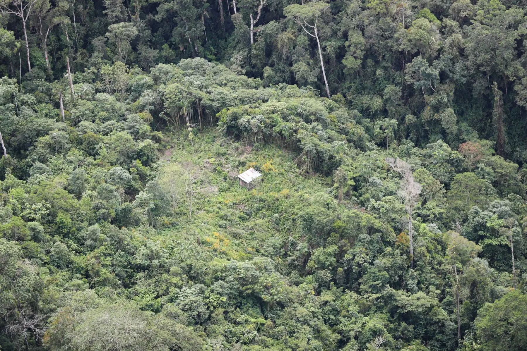 Fuerzas Armadas apoyarán a la Policía Nacional en protección del Bosque.Foto:ANDINA/MINDEF