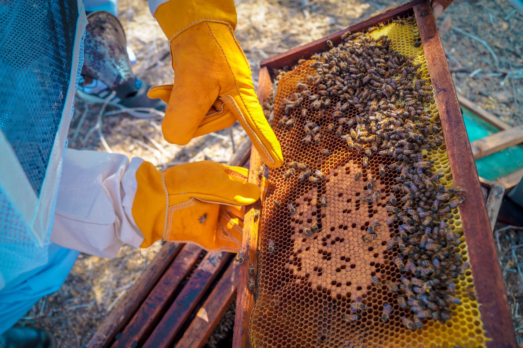 Lambayeque impulsa la producción de miel orgánica en bosques secos. ANDINA/Difusión