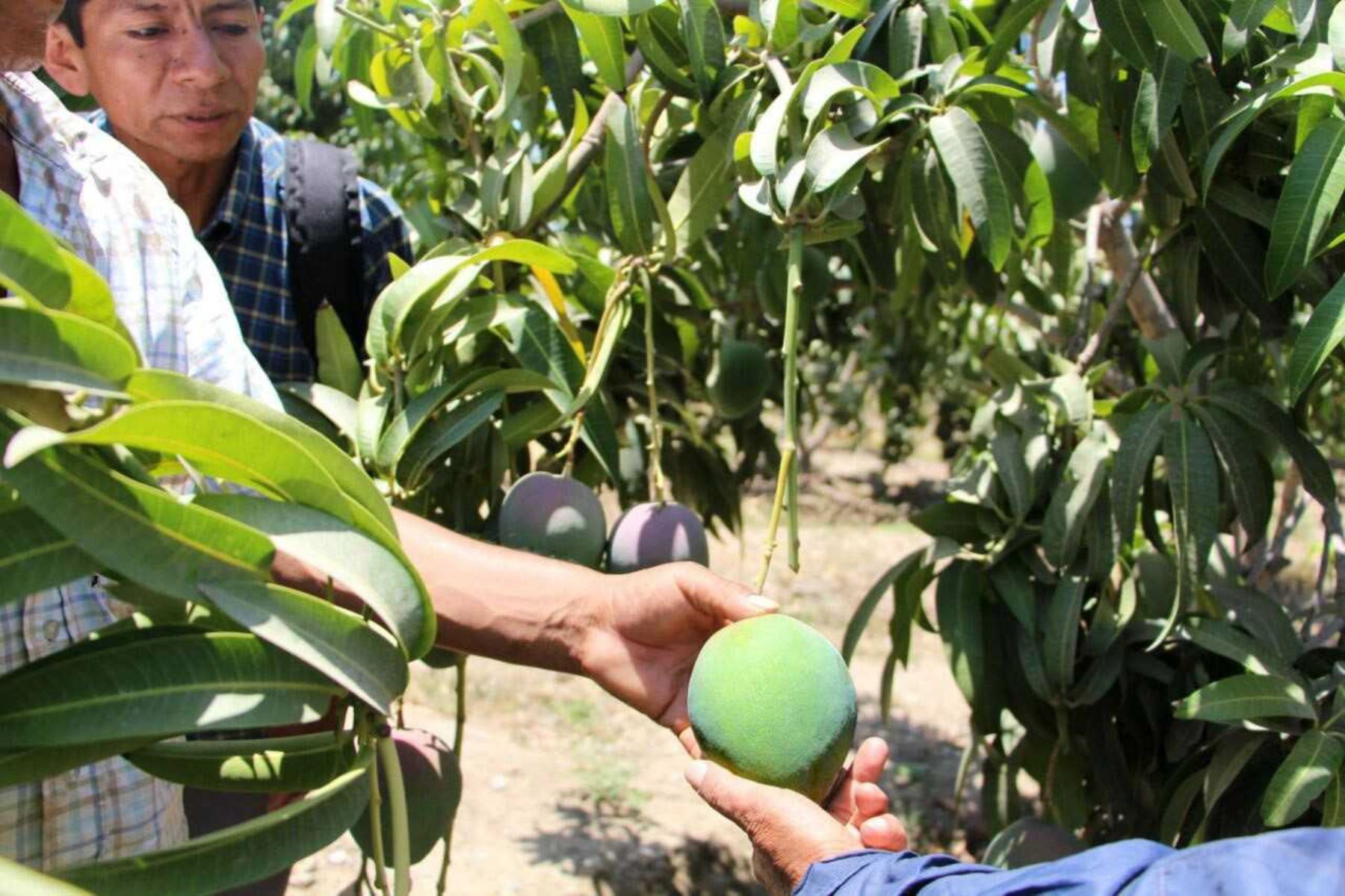 Con el objetivo de continuar fortaleciendo las capacidades técnicas de los pequeños y medianos productores de mango para impulsar su producción y exportación, el Ministerio de Agricultura y Riego (Minagri) llevó a cabo hoy un Día de Campo, dirigido a los productores de Piura.