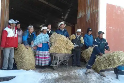 Con la finalidad de brindar atención a pequeñas familias ganaderas, quienes poseen entre 80 a 100 cabezas de camélido sudamericano, el Ministerio de Agricultura y Riego (Minagri), a través de Agro Rural, entregó 13,792 pacas de heno, de unos 20 kilos cada una, para alimentar a 110,339 cabezas de ganado de 24 distritos en 5 provincias arequipeñas.