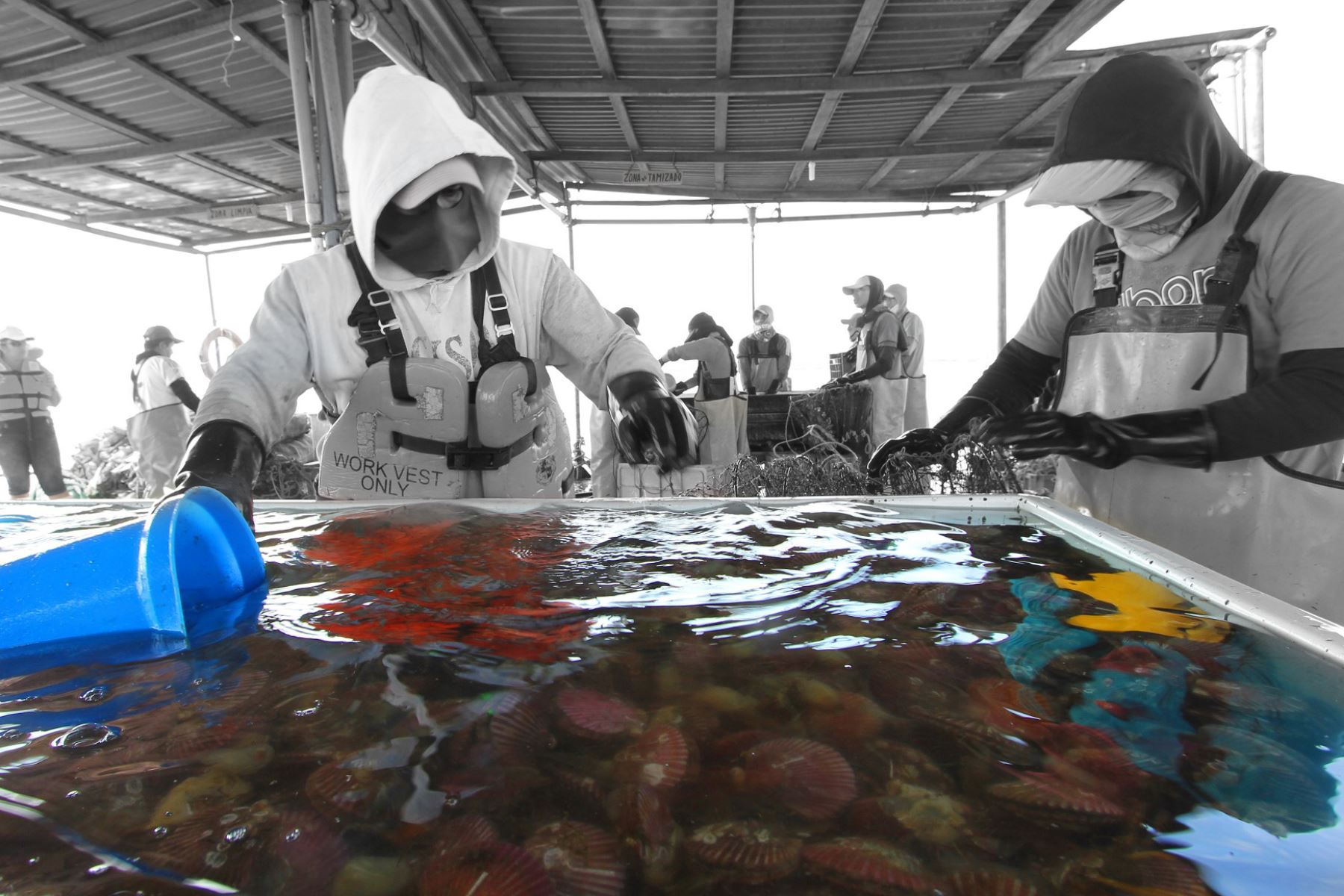 Incentivan el desarrollo de la acuicultura de moluscos en Ilo, Moquegua, ANDINA/Difusión