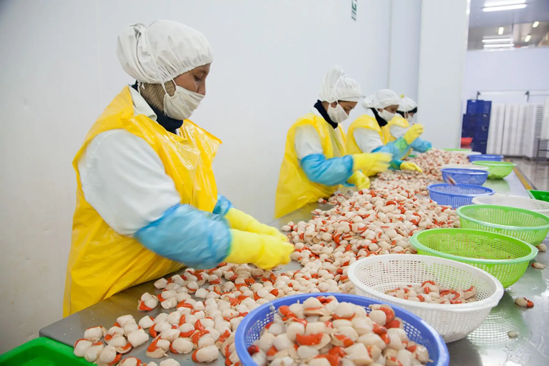 Sanipes amplía número de áreas de producción de conchas de abanico para exportación. ANDINA/Difusión