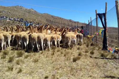 Cajamarca apuesta por el chaccu para obtener la fibra de la vicuña. ANDINA/Difusión